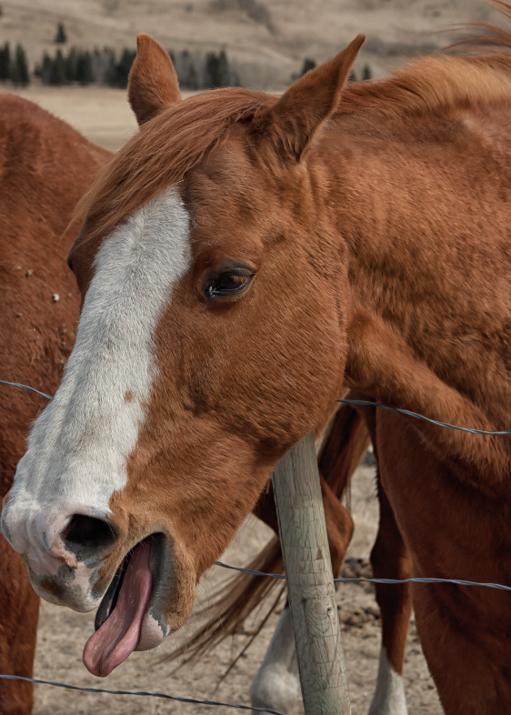 infection cheval